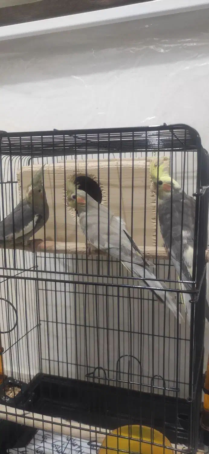 عروس هلندی نر و ماده عروسک|پرنده|رشت, باهنر|دیوار