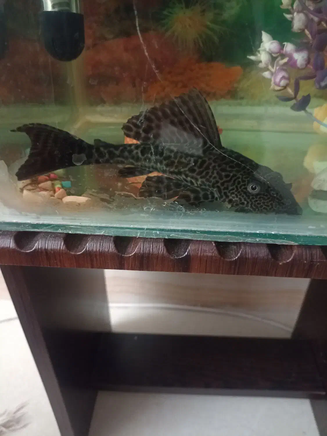 ماهی،،لجن خوار،،|ماهی|گرگان, |دیوار