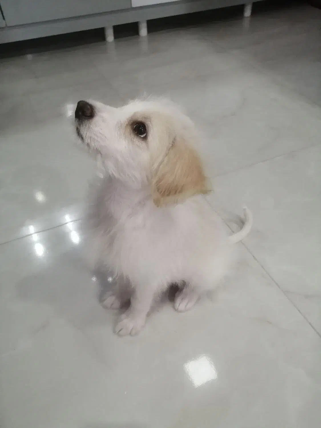 شیتزواشپیتز|سگ|مراغه, |دیوار