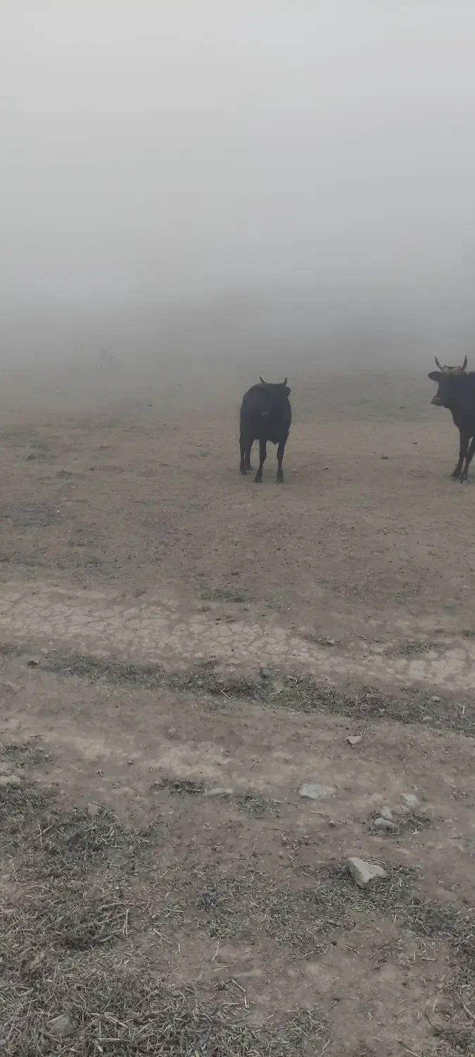 لیشه شکم دار|حیوانات مزرعه|رودبار, |دیوار