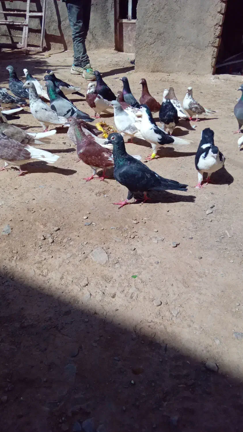 کفتر|پرنده|ملک‌آباد, |دیوار