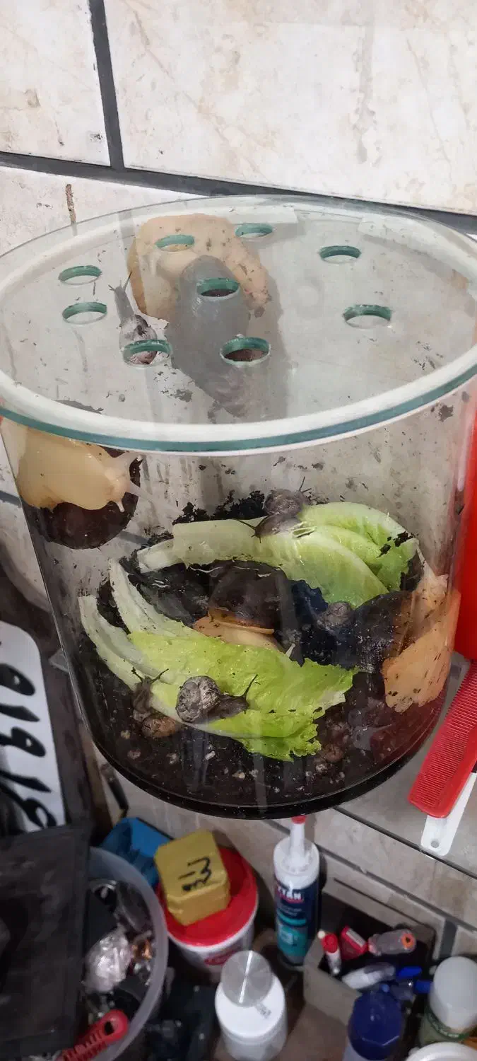 حلزون اچاتینا|خزنده|تهران, ابوذر|دیوار