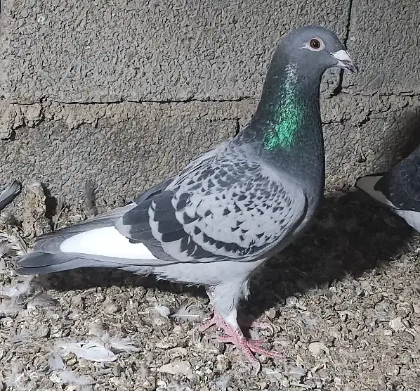 نرو ماده قره ای از خون قوی و درجه یک|پرنده|برازجان, |دیوار