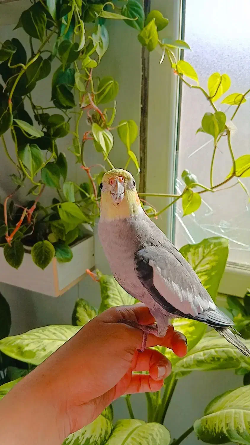 گمشده|حیوانات|اهواز, فاز ۲ پادادشهر|دیوار