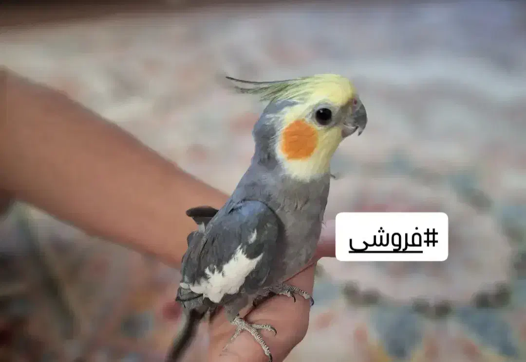 عروس هلندی|پرنده|رضوانشهر, |دیوار