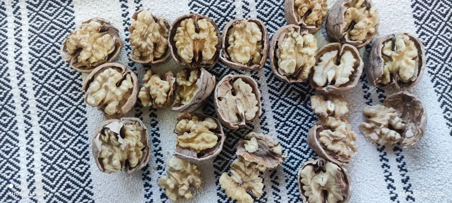 گردو کاغذی وتازه شماره تماس|خوردنی و آشامیدنی|سردشت, |دیوار