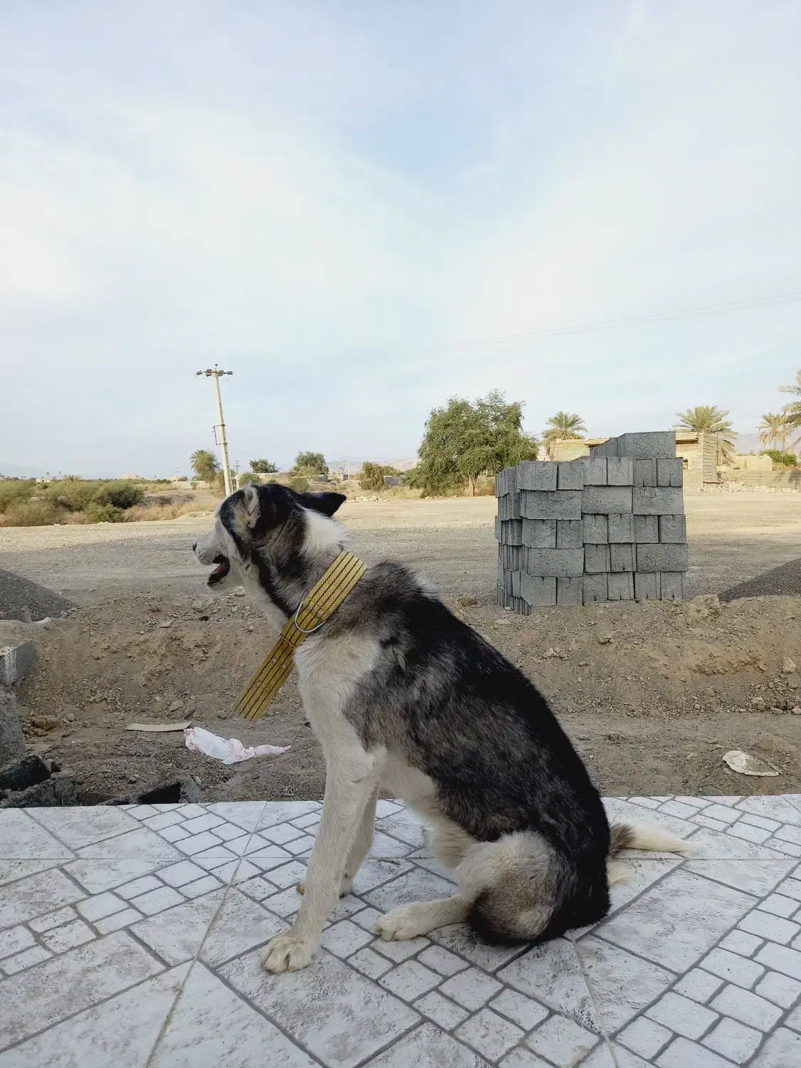 واگذاری سگ اسکی نر|سگ|رودان, |دیوار