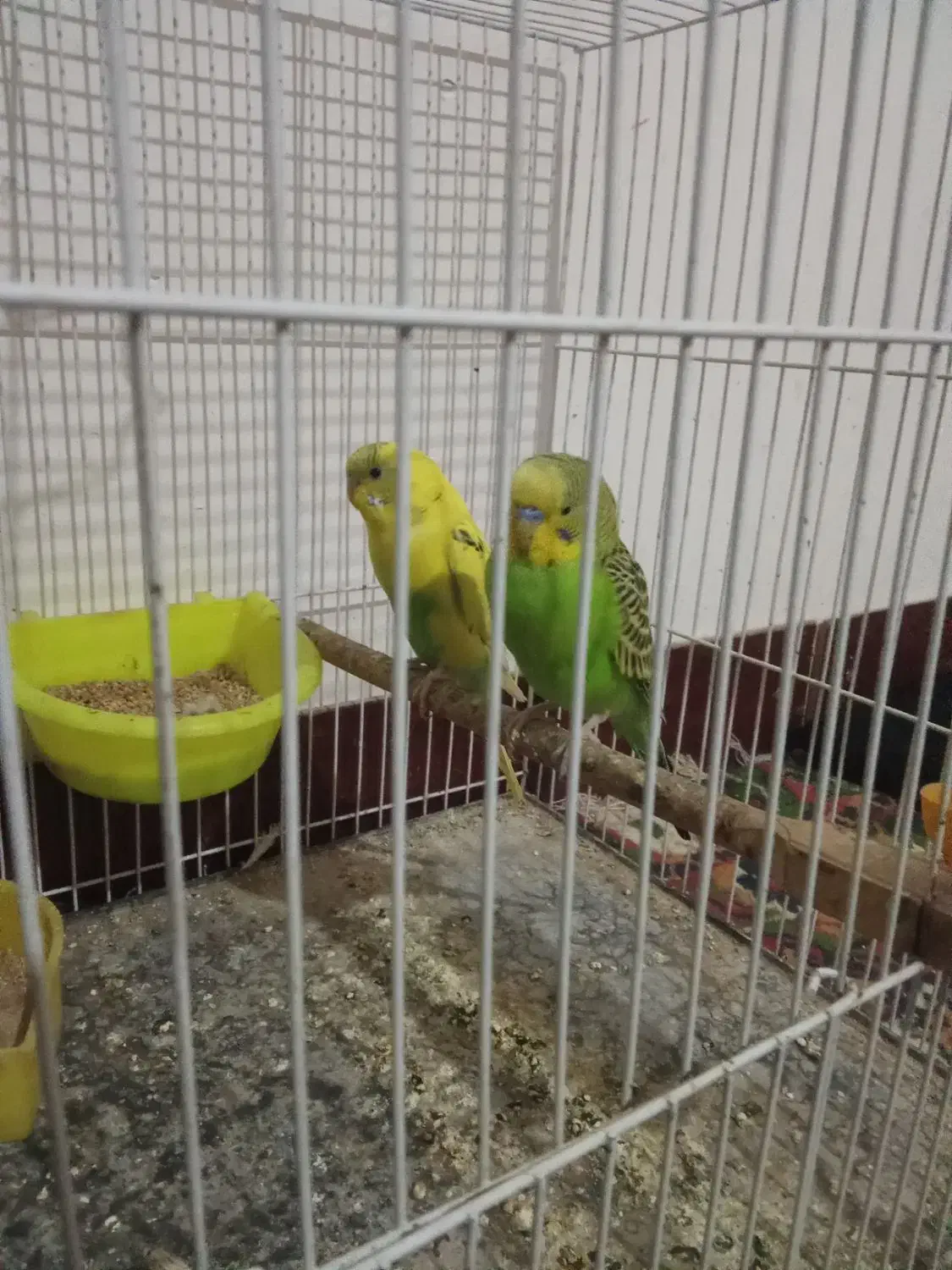 یک جفت مرغ عشق|پرنده|شیروان (خراسان), |دیوار