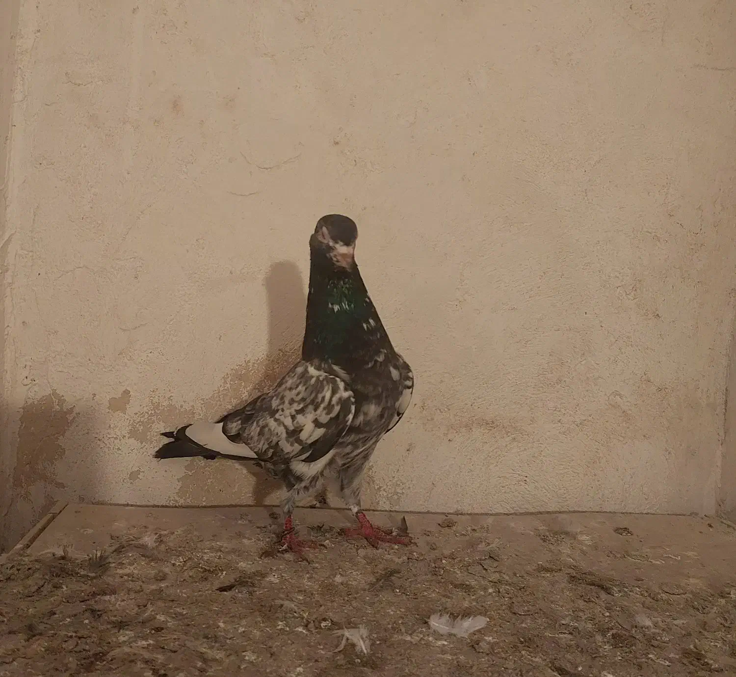 کبوتر پاکستانی|حیوانات|زنجان, |دیوار