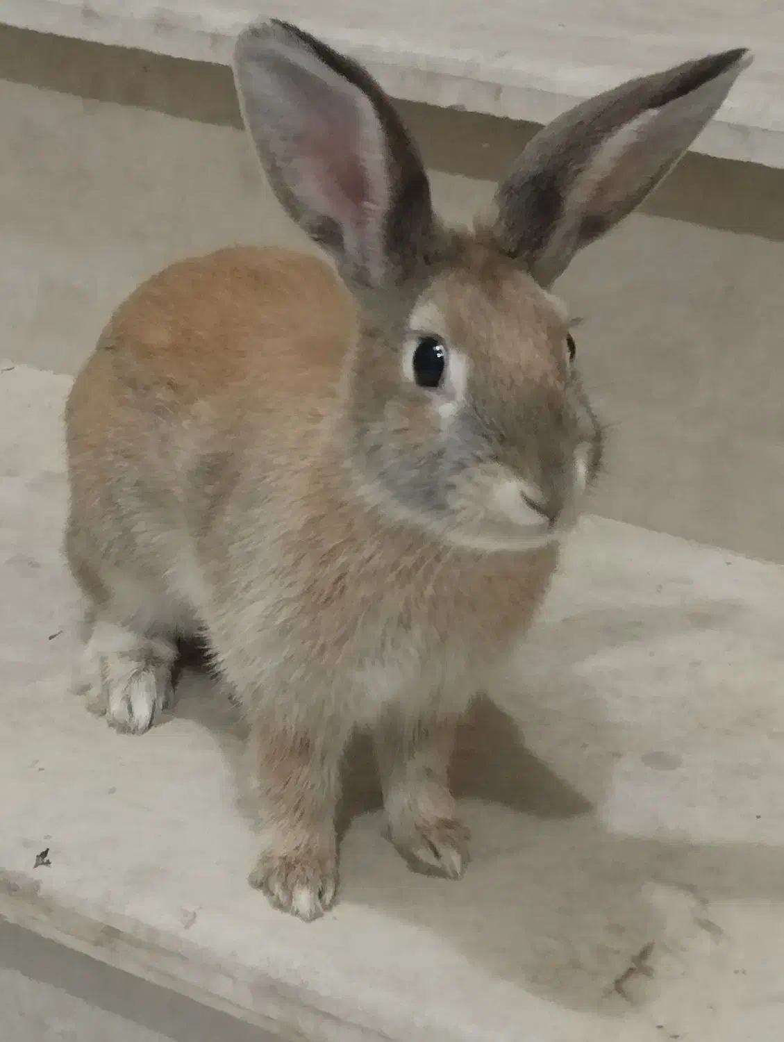 فروش فوری / تخفیف دارد|موش و خرگوش|قم, قلعه کامکار|دیوار