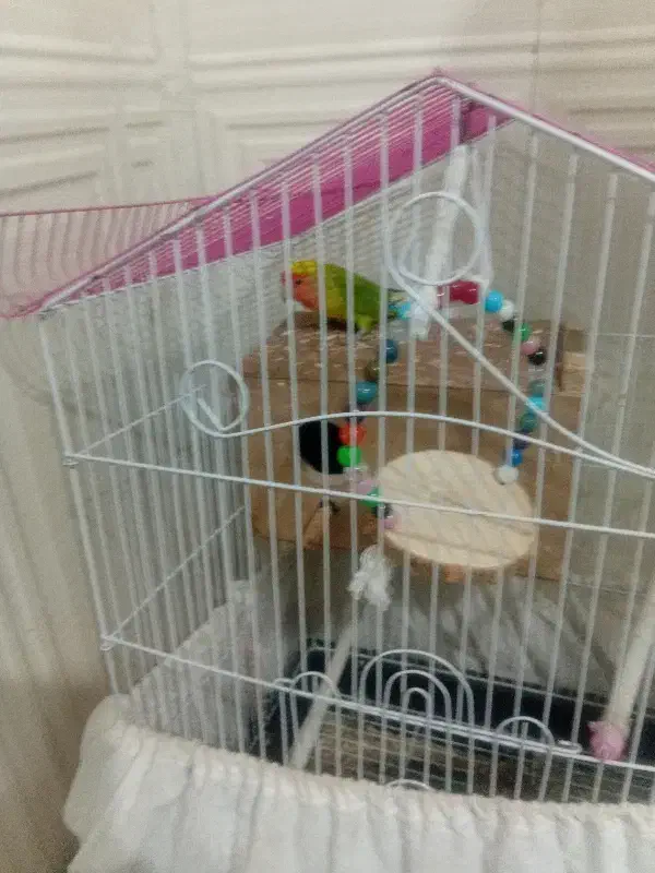 طوطی برزیلی|پرنده|بومهن, |دیوار