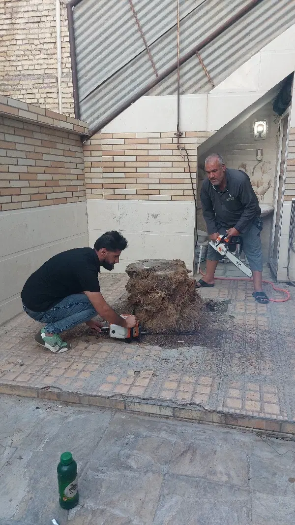 قطع نخل سمپاشی نخل هرس نخل درخت بریدن نخل تمیزنخل|خدمات باغبانی و درختکاری|اهواز, امانیه|دیوار