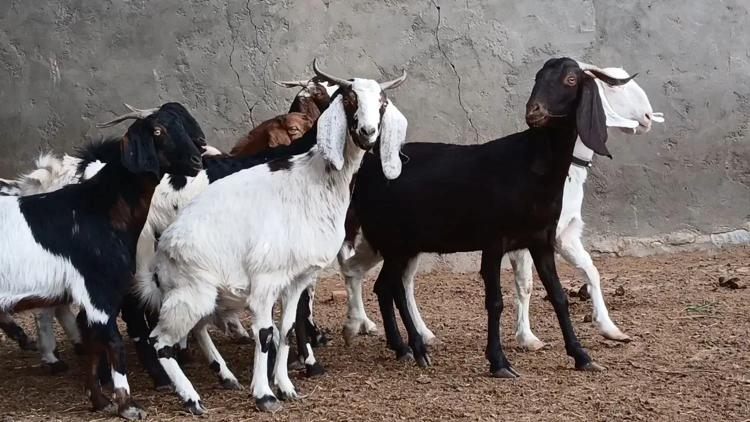 بز آبستن|حیوانات مزرعه|کاشمر, |دیوار