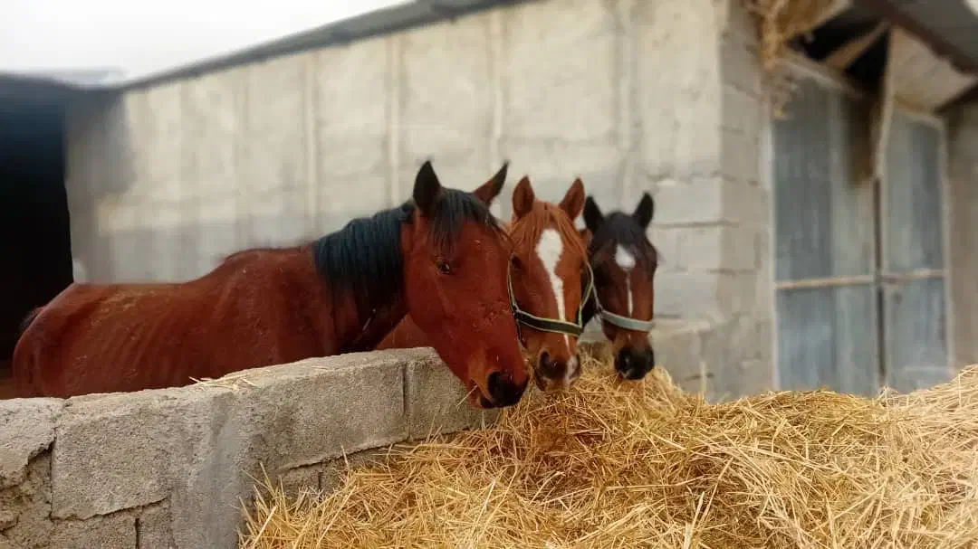 مادیون|اسب و تجهیزات اسبسواری|جره و بالاده, |دیوار