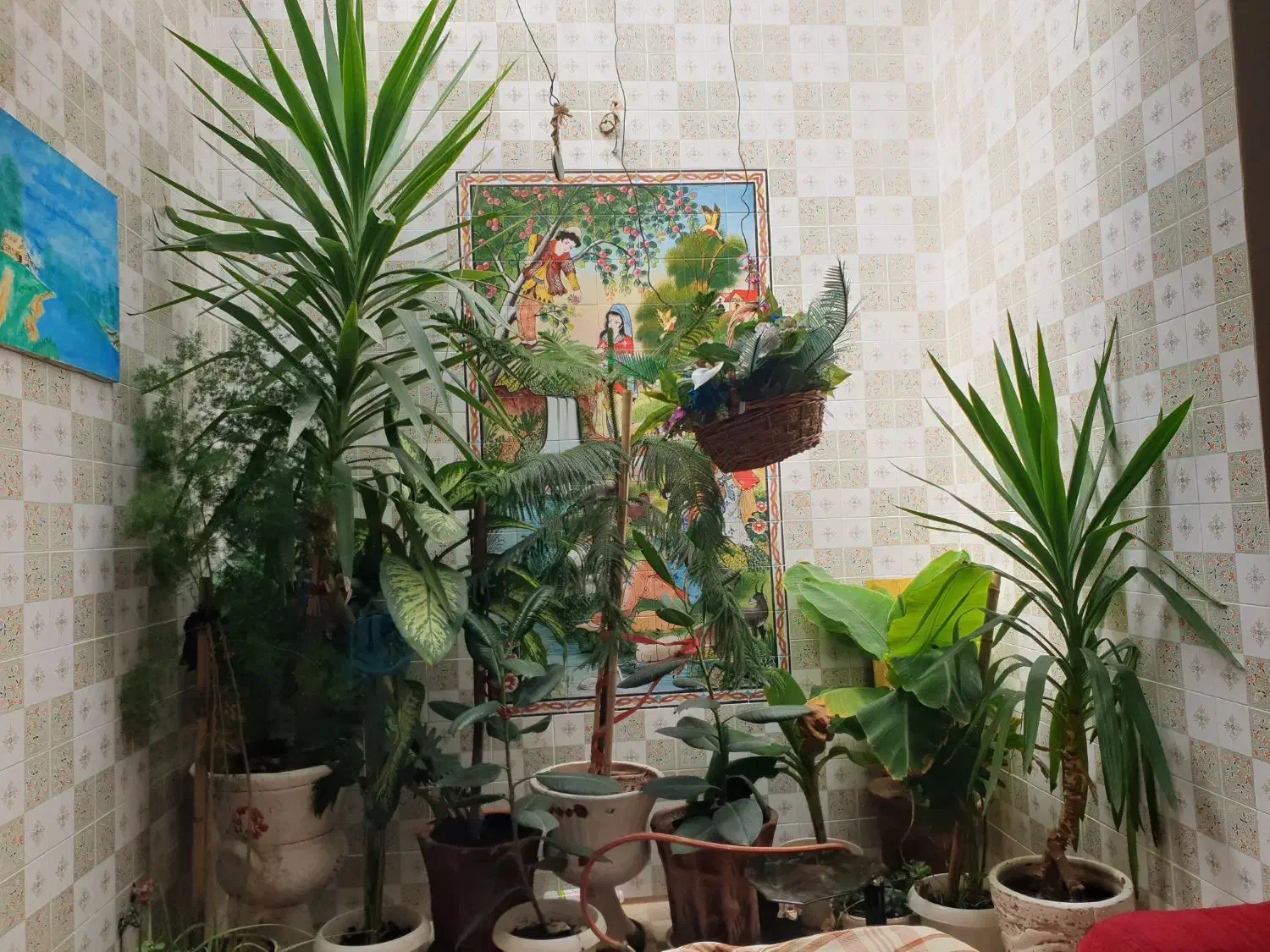 فروش گل وگیاه زینتی|گل و گیاه طبیعی|شیراز, ریاستی|دیوار