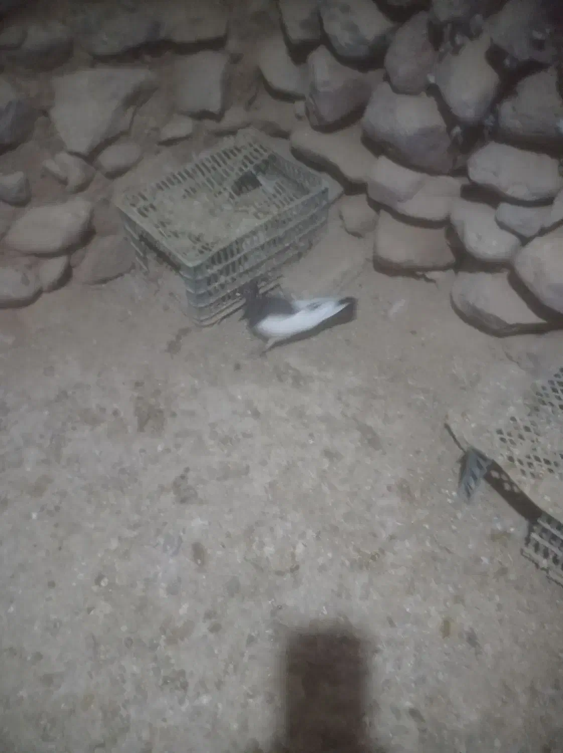 کبوتر|پرنده|قوچان, |دیوار