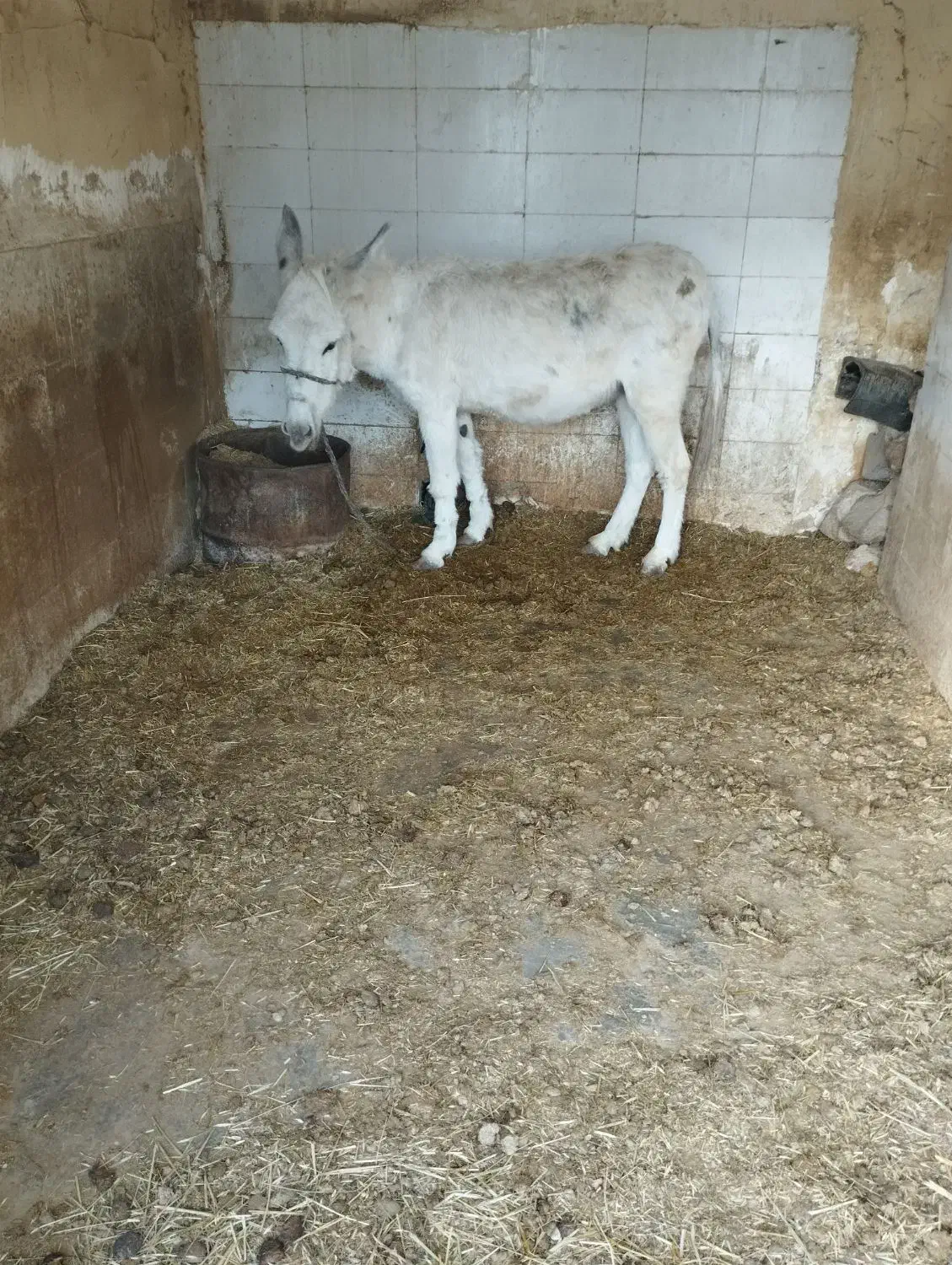 الاغ ماده|حیوانات مزرعه|لردگان, |دیوار