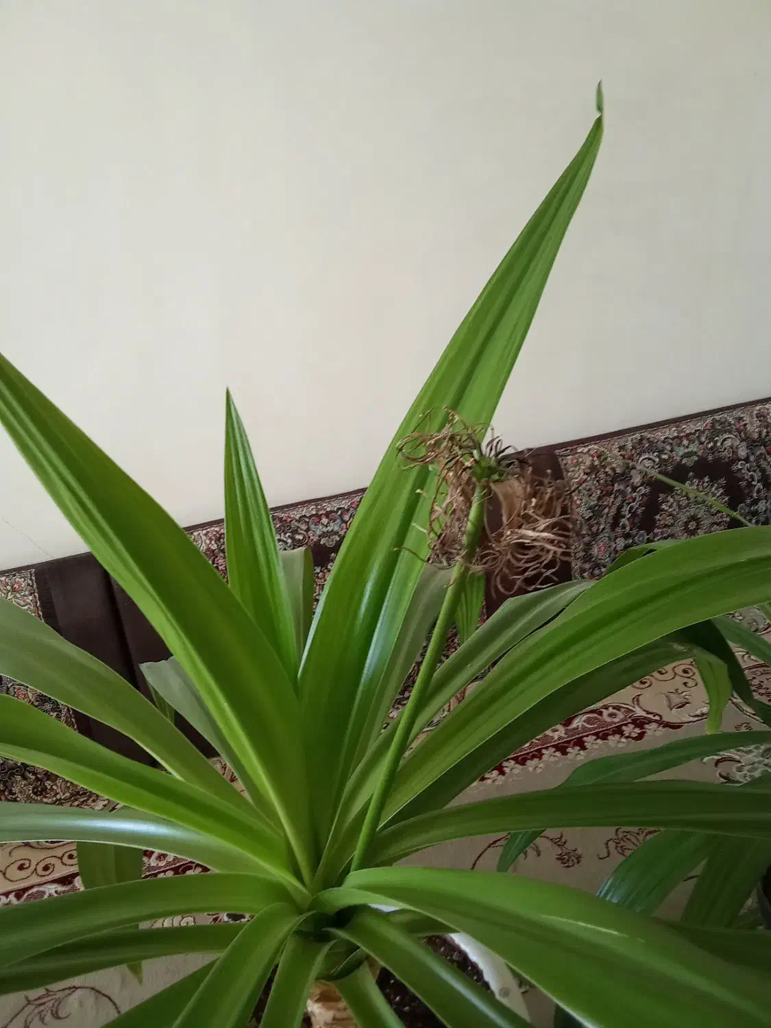 فروش گل‌های ذرتی|گل و گیاه طبیعی|فسا, |دیوار