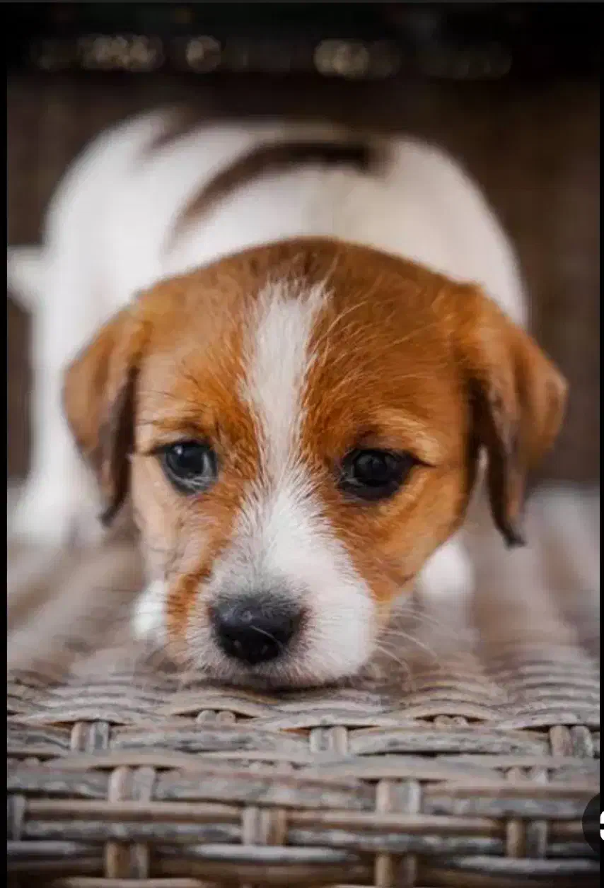 معاوضه|حیوانات|داراب, |دیوار