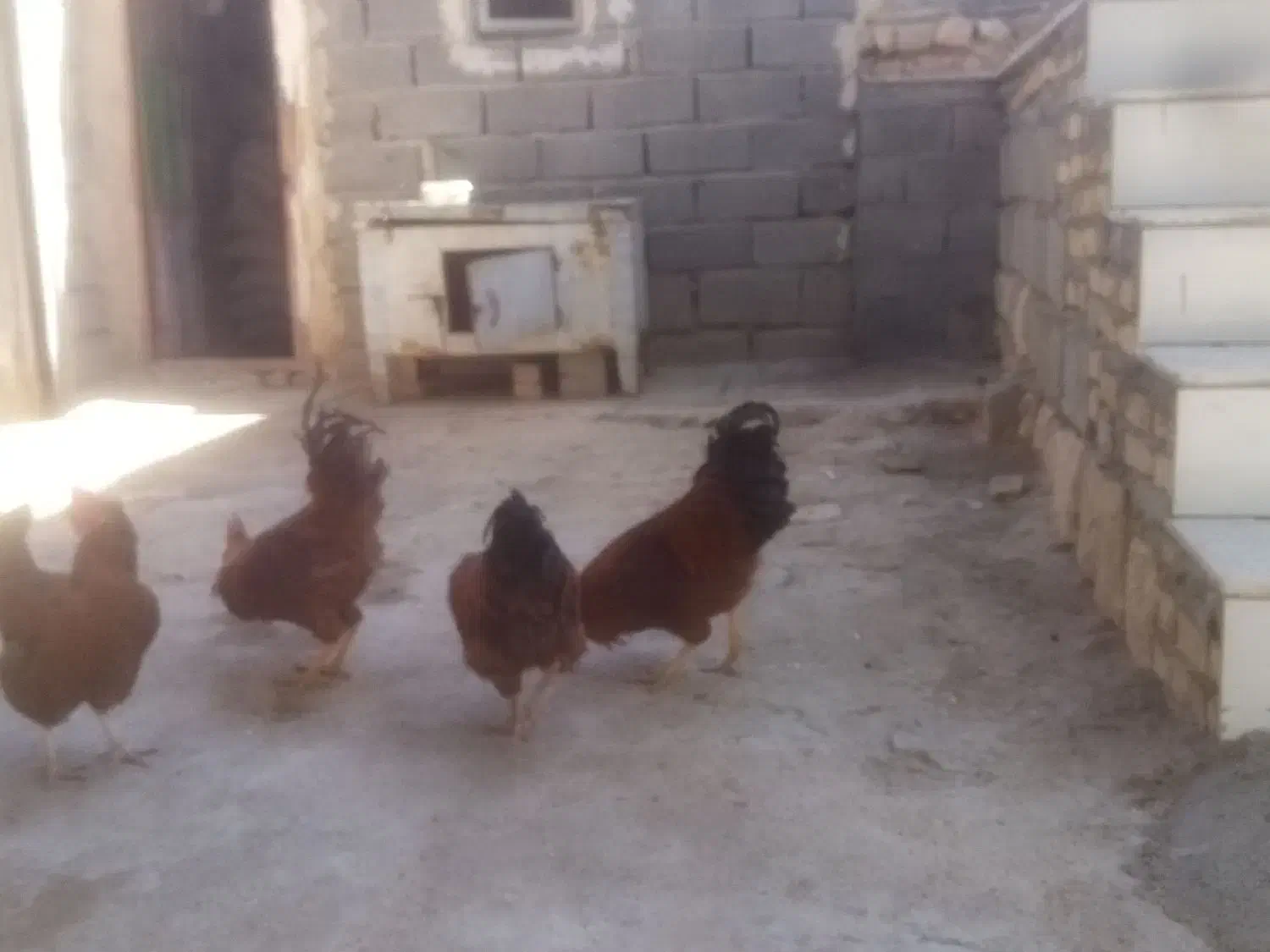 سه عدد خروس کوردی سالم|حیوانات مزرعه|حمیل, |دیوار