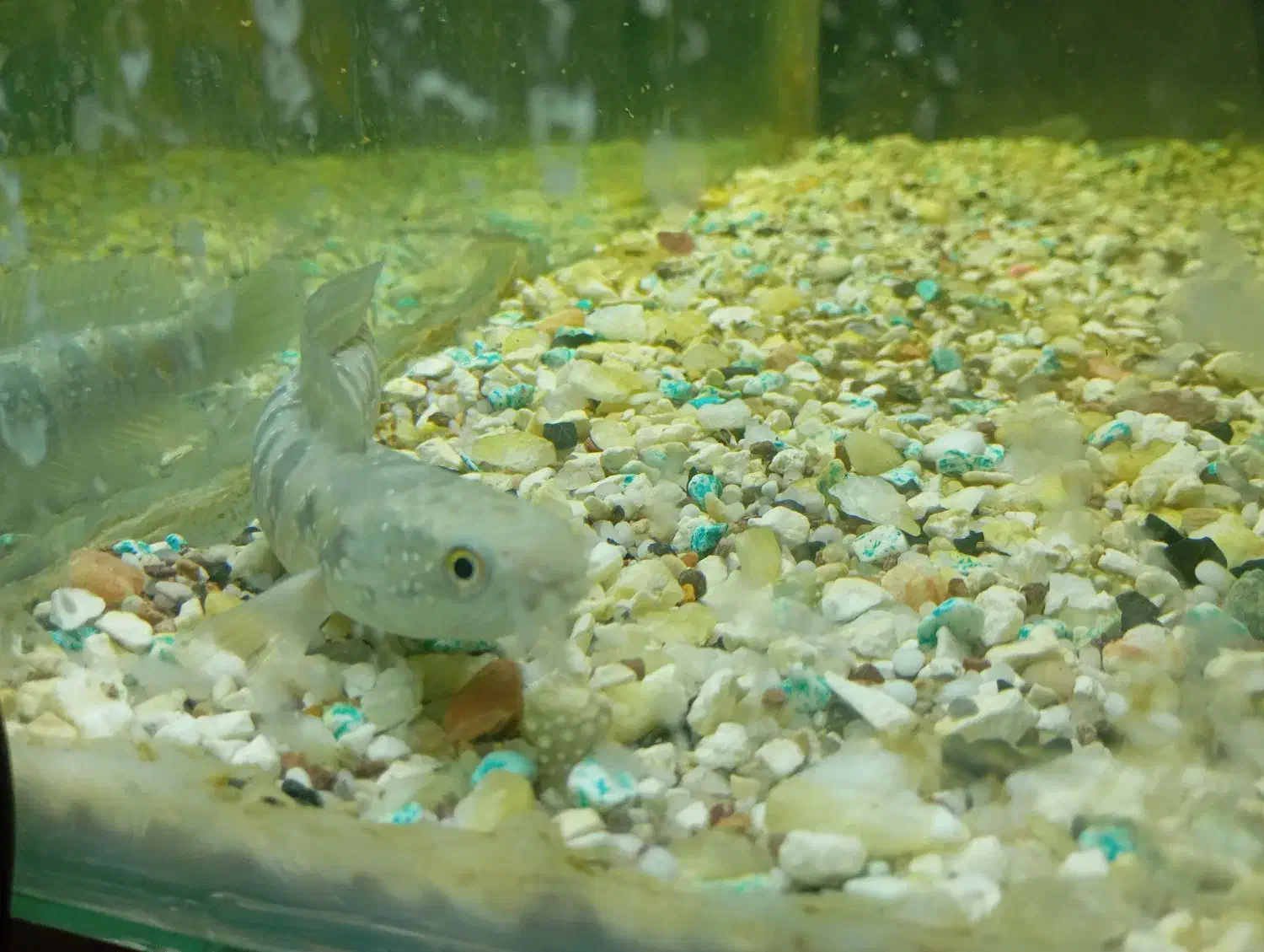 چانا|ماهی|آشخانه, |دیوار