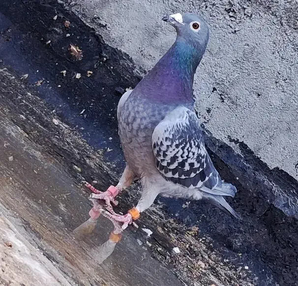 کفتر مسافتی پلاکی کفتر اردن کفتر چاپی پولکی|پرنده|مشهد, انصار|دیوار