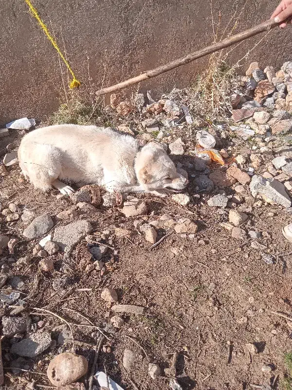 سگ ماده|سگ|الشتر, |دیوار