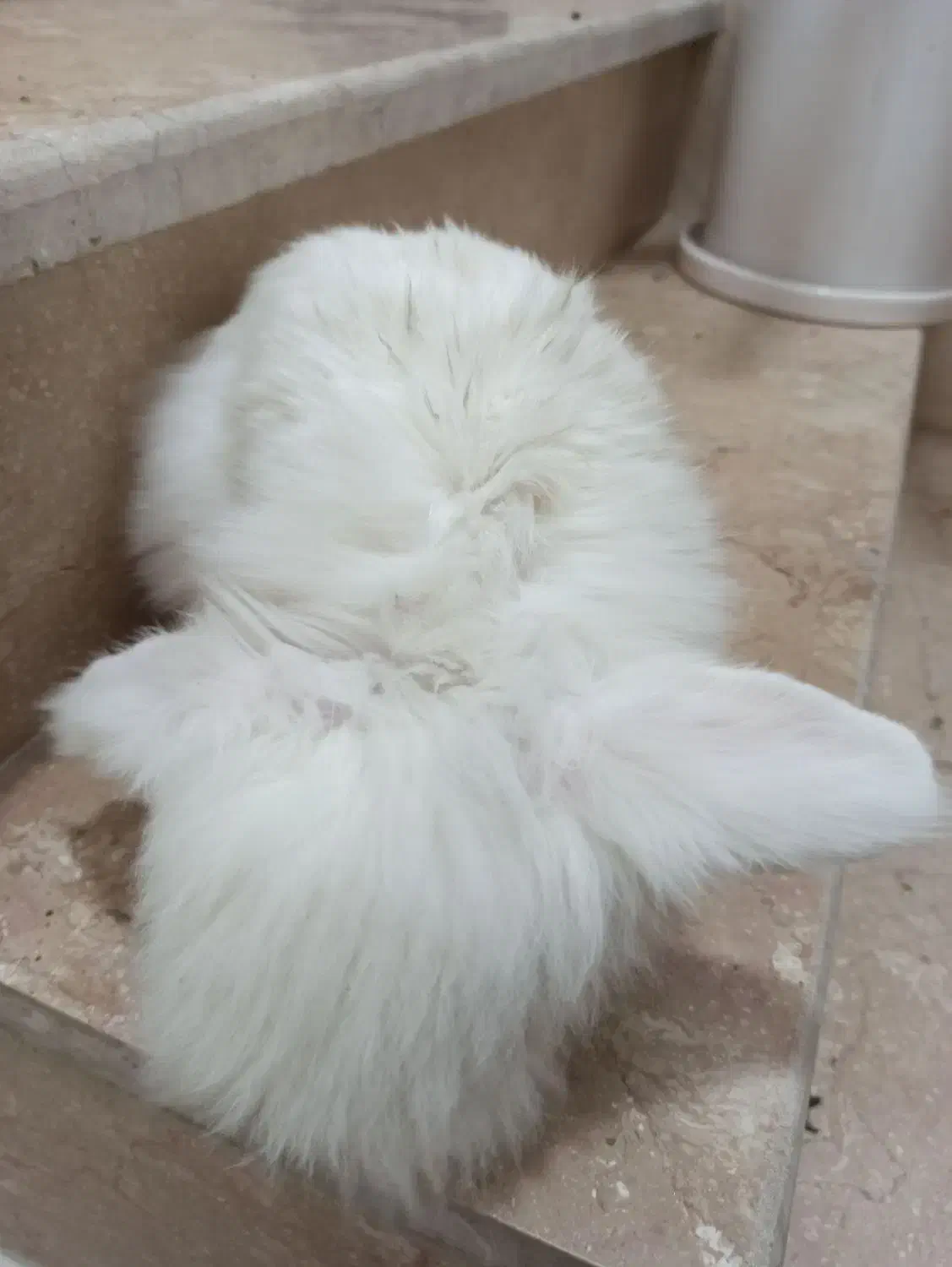 خرگوش لپ هلندی|موش و خرگوش|پاکدشت, خاتون آباد|دیوار