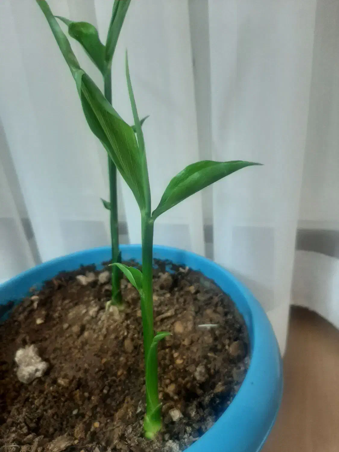 نشاء زنجبیل|گل و گیاه طبیعی|ابهر, |دیوار