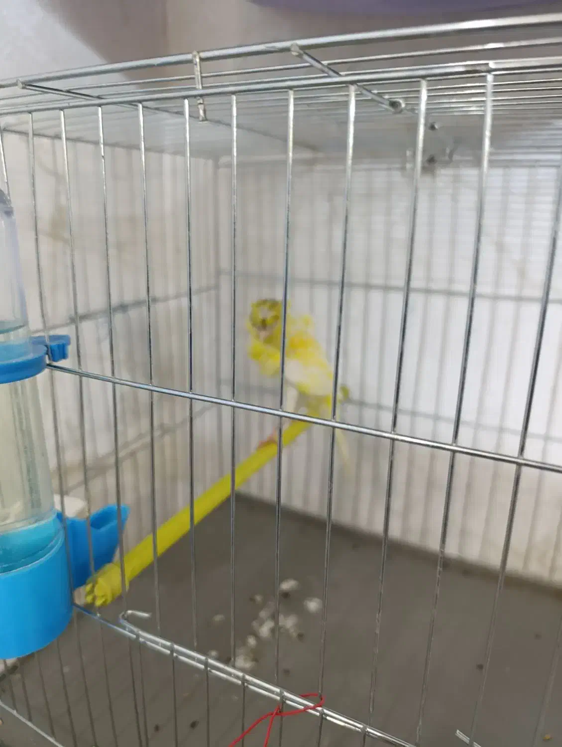 قناری نر یه سرفری ویژه یه سرجیبر|پرنده|ری, فیروزآبادی|دیوار