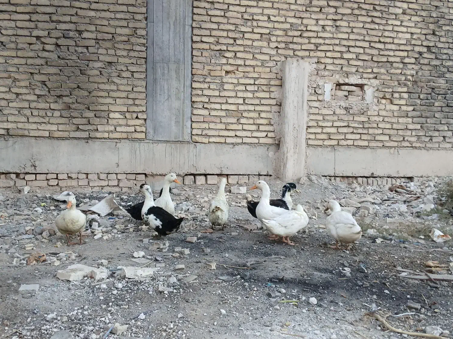 اردک محلی|حیوانات مزرعه|رباطکریم, رباطکریم|دیوار