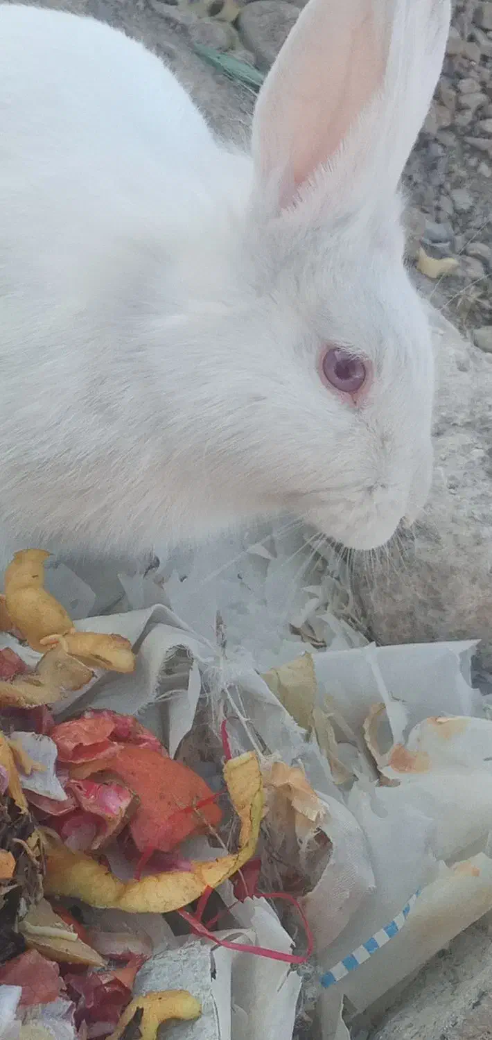 یک خرگوش نر سفید چشم شرابی|موش و خرگوش|مود, |دیوار