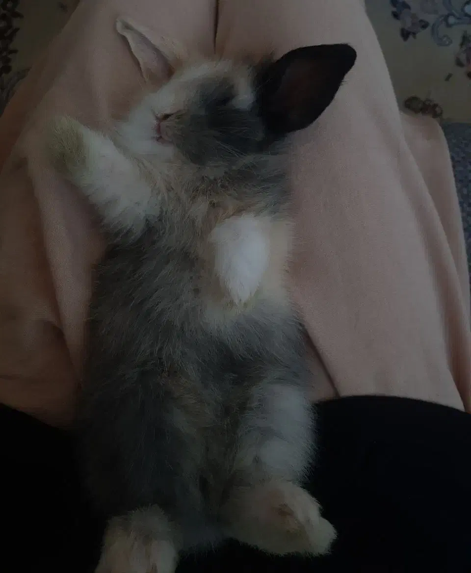 خرگوش لوپ|موش و خرگوش|زابل, |دیوار