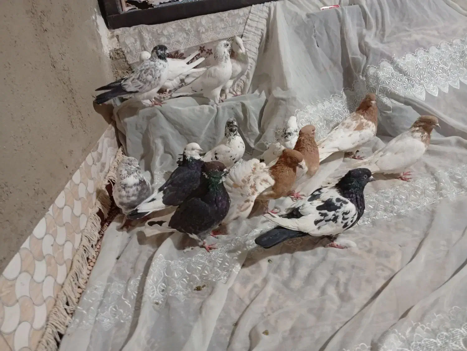 کفترهمه جوره باهم|پرنده|سیلاخور, |دیوار