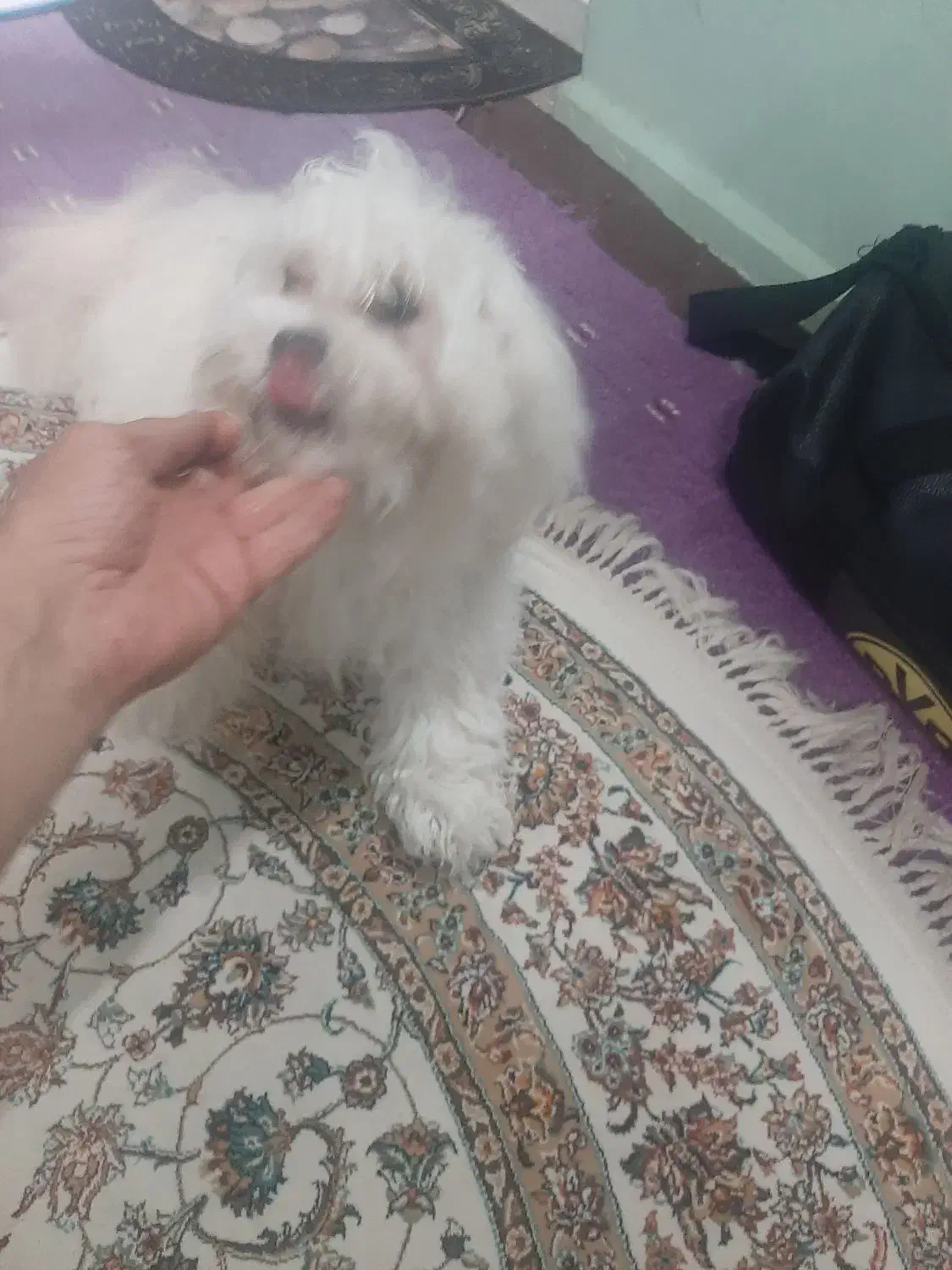 پودل فانتزی|سگ|تهران, شمشیری|دیوار