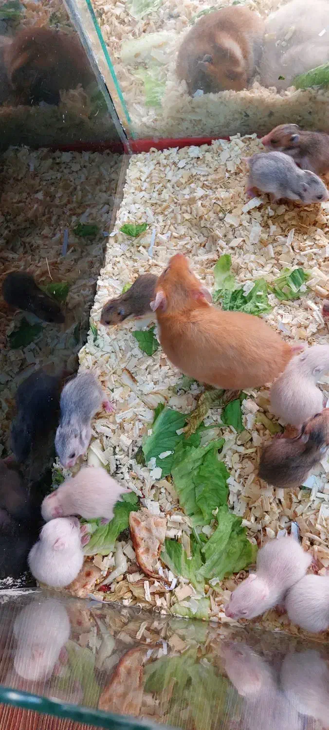 همستر زیبا مادر وبچه بهترین رنگ|موش و خرگوش|مشهد, بهاران|دیوار