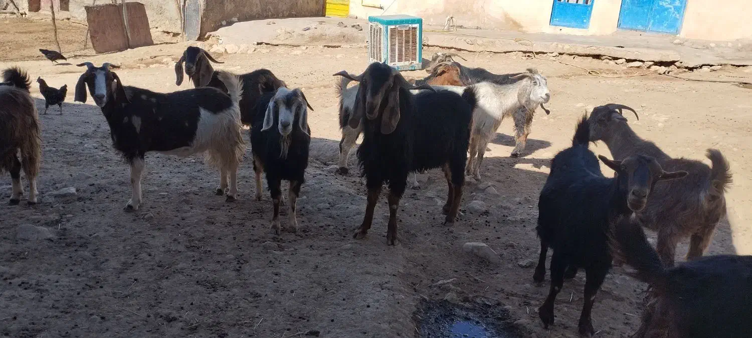 بزداشت|حیوانات مزرعه|کوهدشت, |دیوار