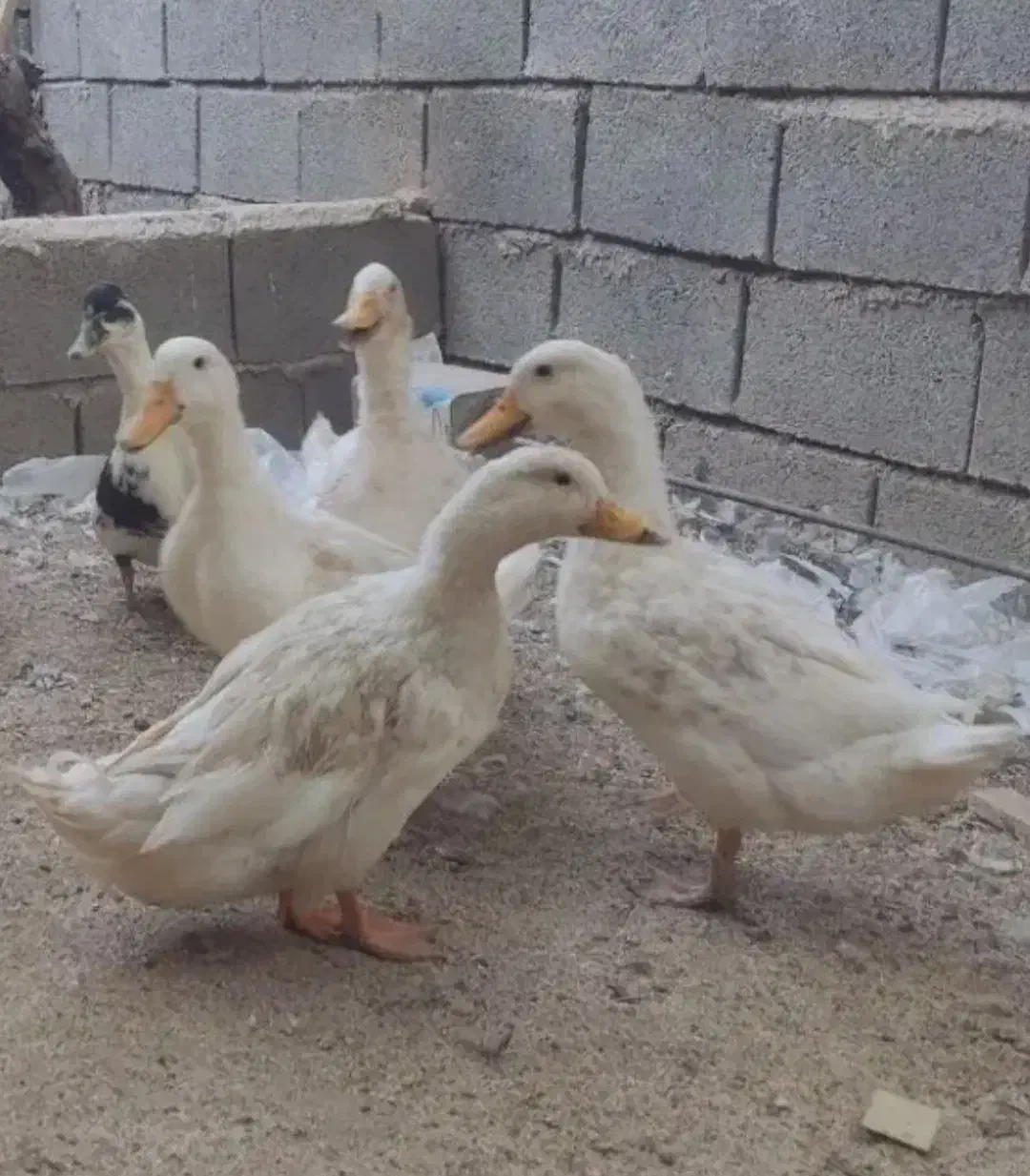 اردک محلی|حیوانات مزرعه|دوگنبدان, |دیوار