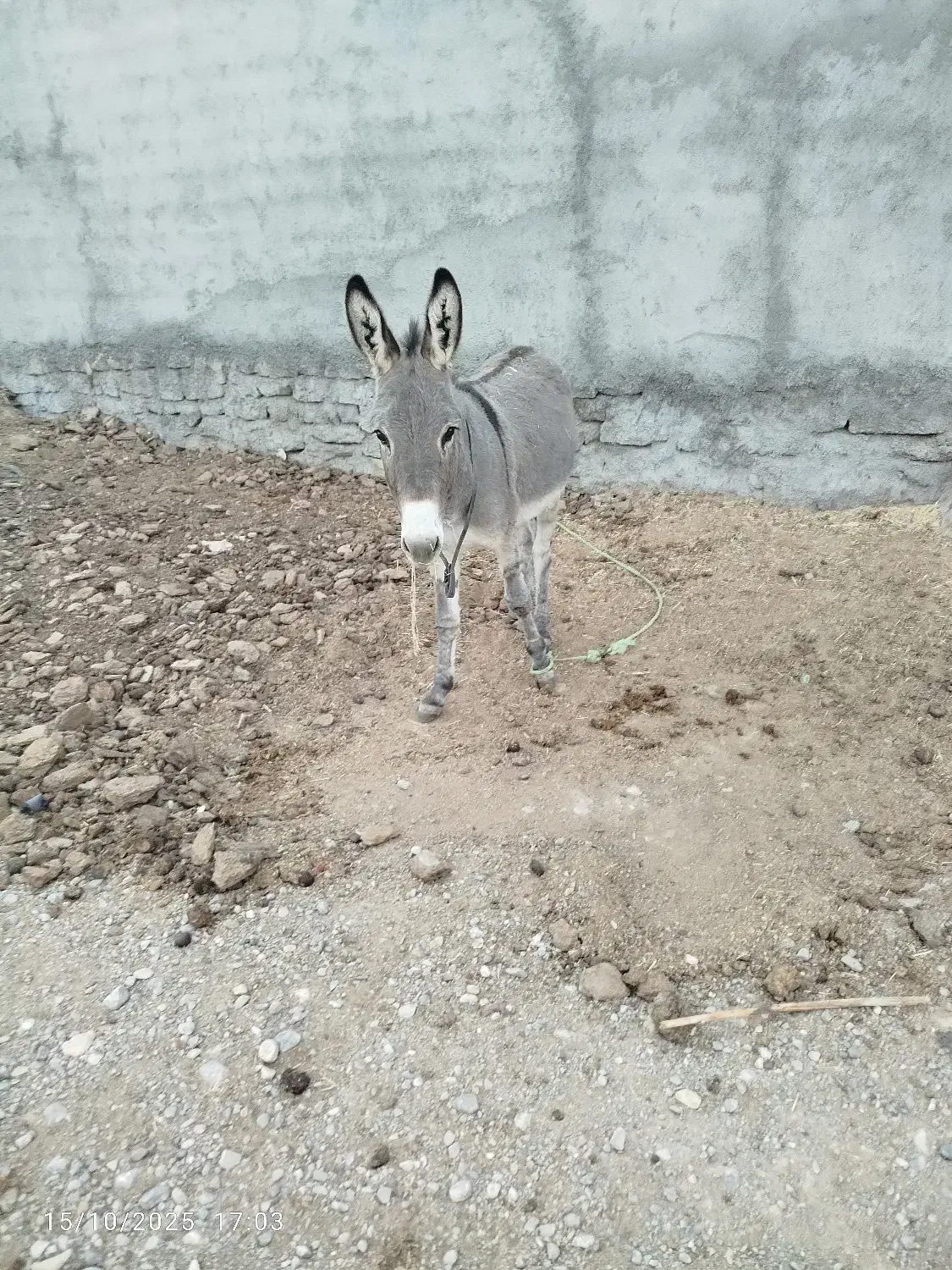 خر نر گوسفندی|حیوانات مزرعه|شیروان (خراسان), |دیوار