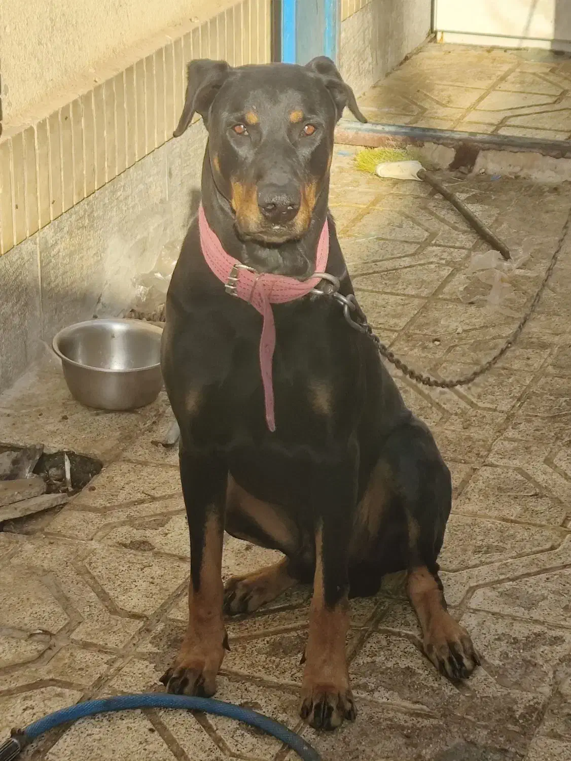 واگذاری|سگ|گلبهار, شهر جدید گلبهار|دیوار