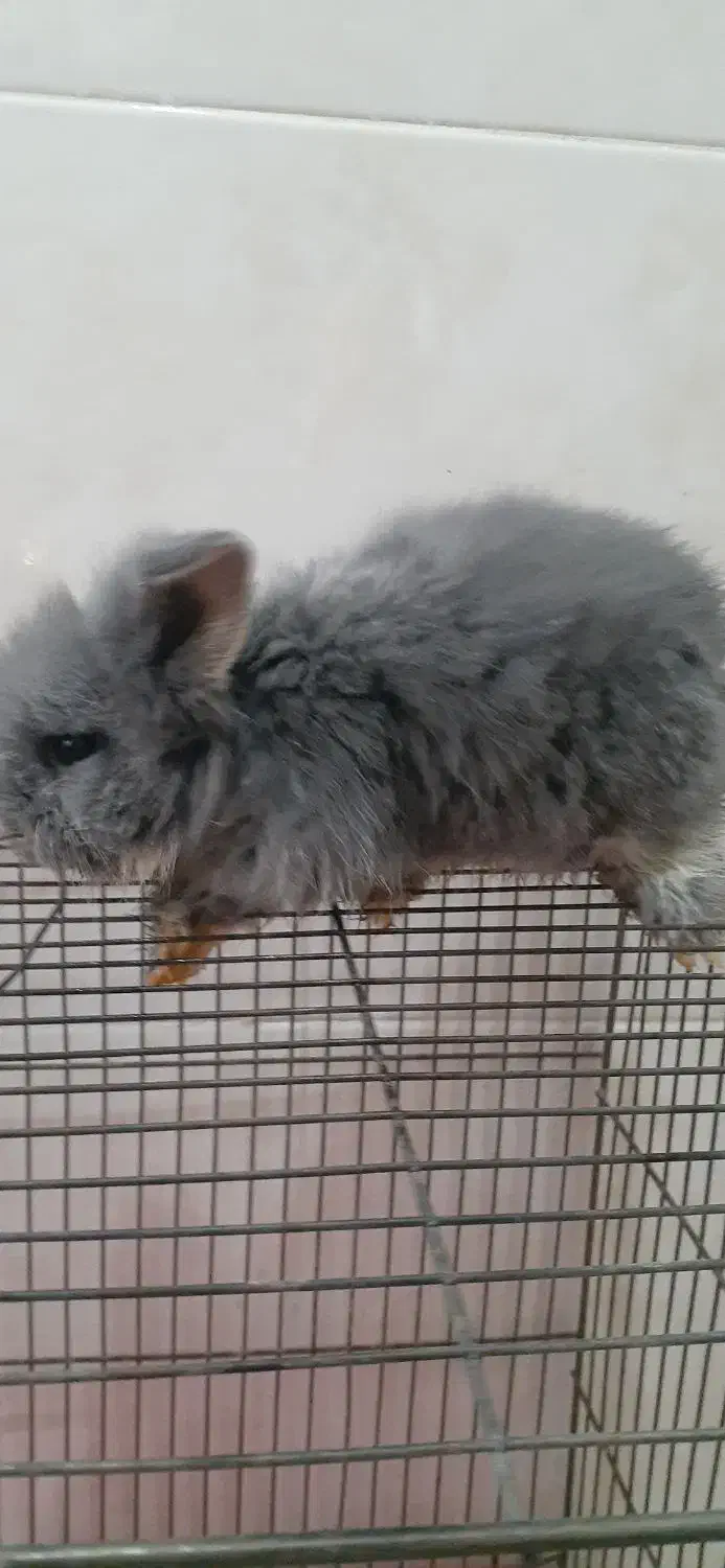 خرگوش|موش و خرگوش|قائمشهر, |دیوار