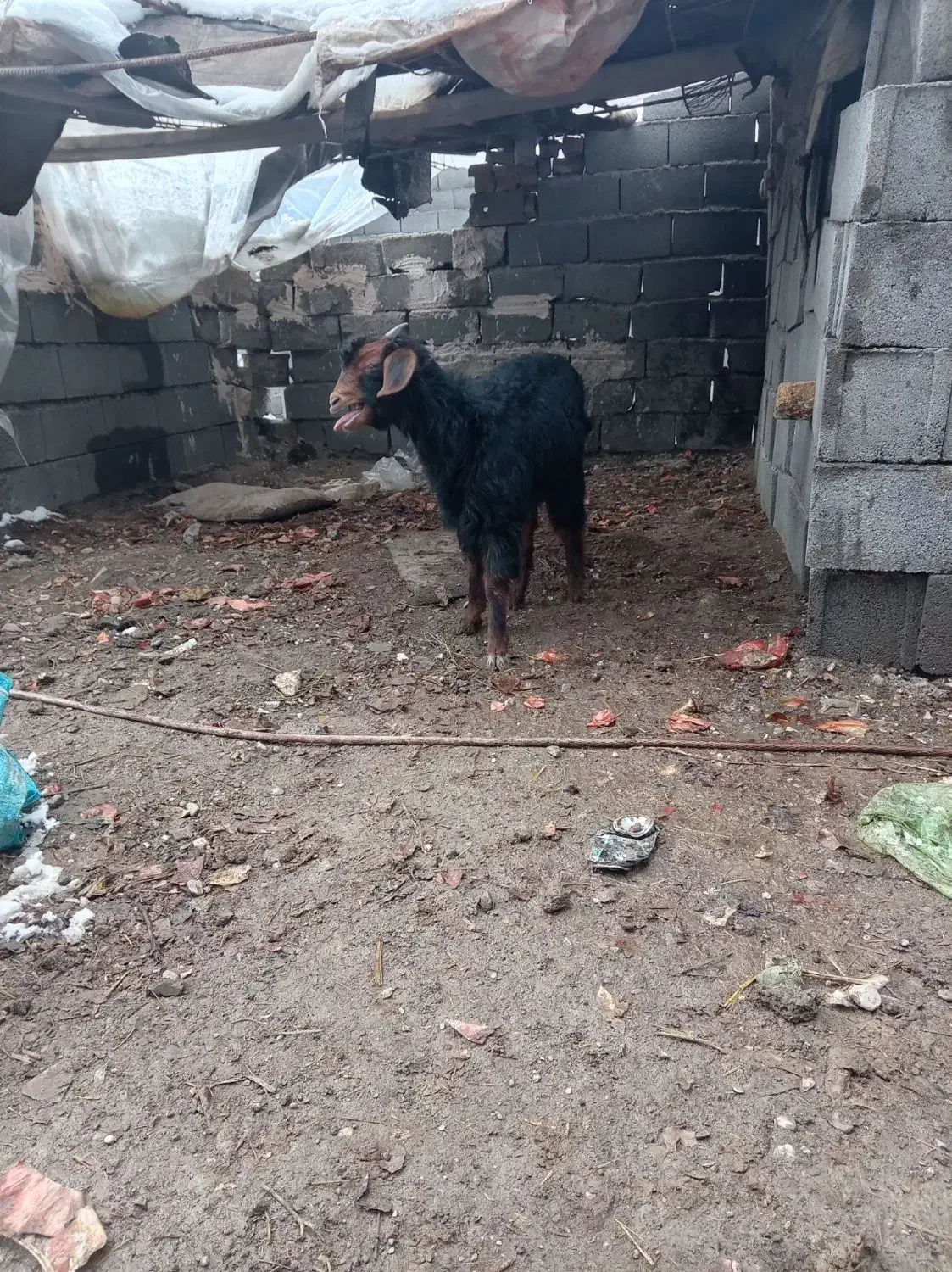 بزغاله|حیوانات مزرعه|مشهد, کلاته برفی|دیوار