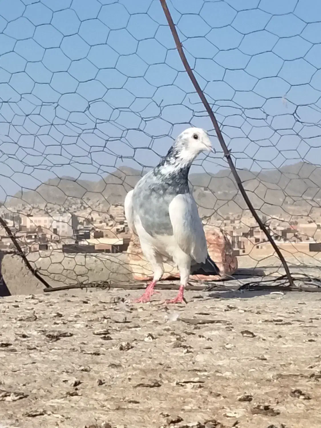 کبوتر نر|پرنده|زاهدان, |دیوار