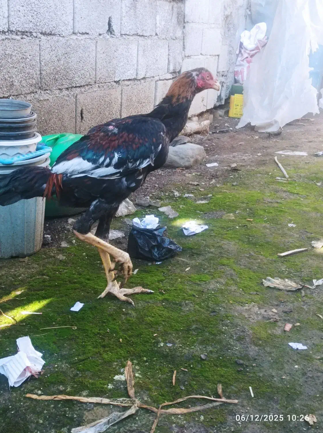 خروس اوشامودلند|حیوانات مزرعه|دلند, |دیوار