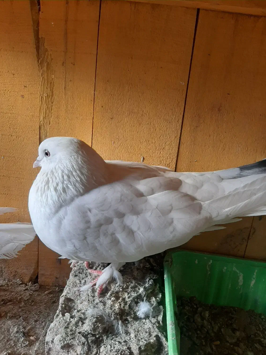 کبوتر|پرنده|قم, علی آباد سعدگان|دیوار