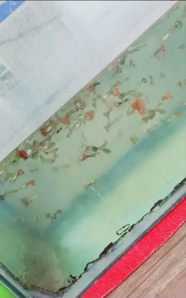 ماهی گوپی|ماهی|اردکان, |دیوار