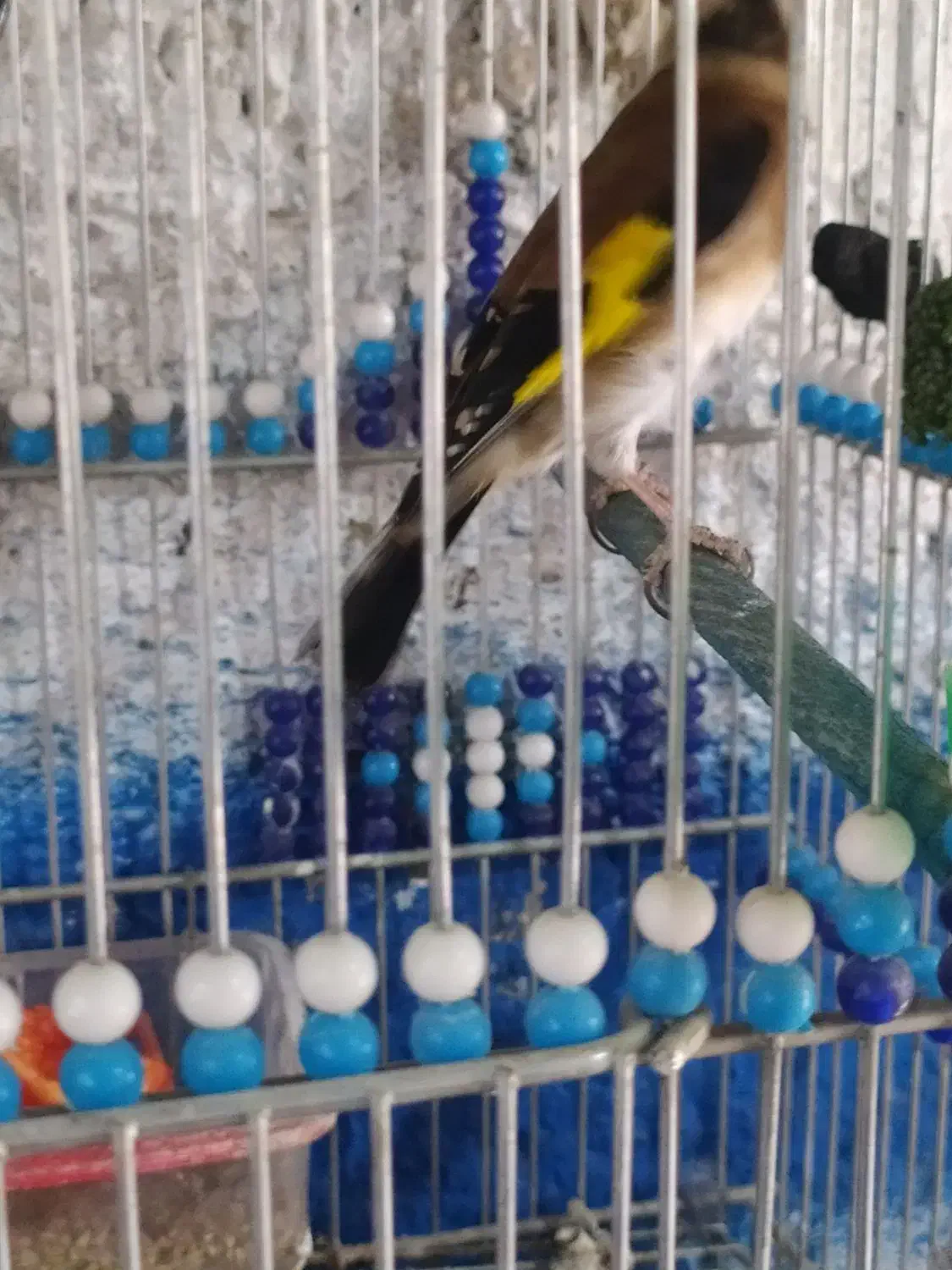 سهره 2ساله|پرنده|اصفهان, بوستان ناژوان|دیوار