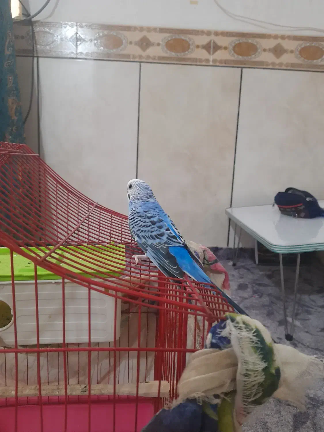 مرغ عشق|پرنده|بندر ماهشهر, |دیوار