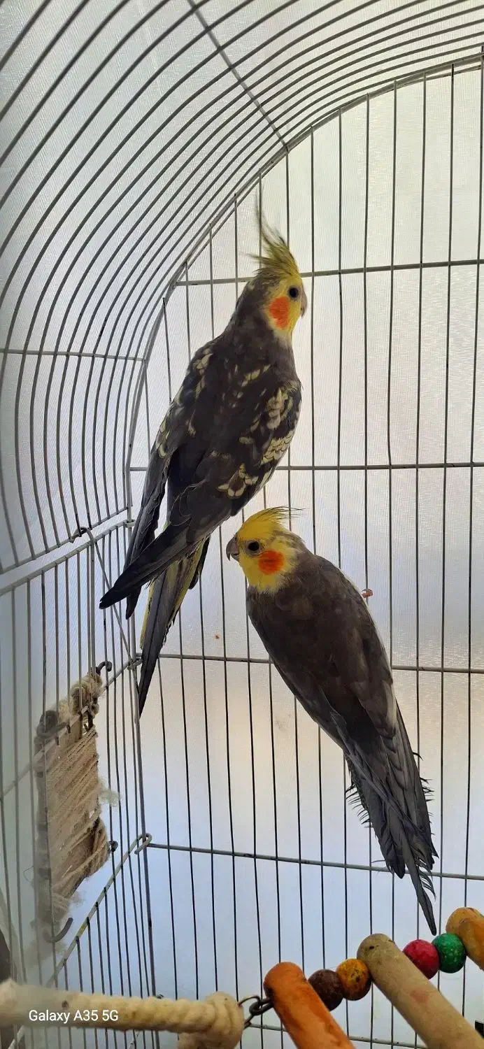 عروس هلندی مرواریدی سیامون|پرنده|چناران, |دیوار