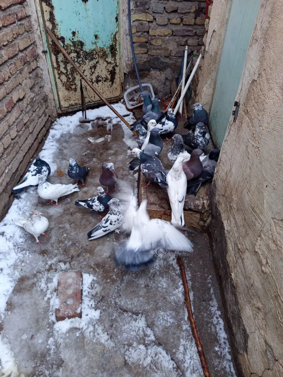 کبوتر|پرنده|هریس, |دیوار